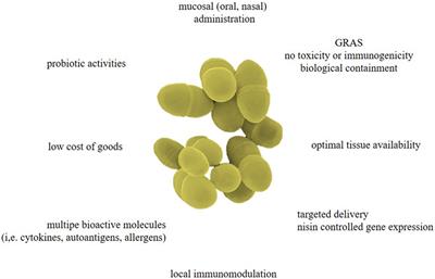 Lactococcus lactis As a Versatile Vehicle for Tolerogenic Immunotherapy